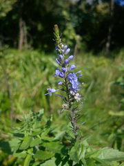 Veronica longifolia