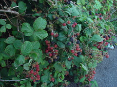 Rubus polyanthemus