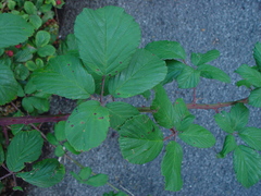 Rubus polyanthemus