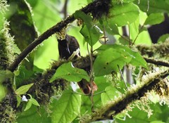 Syndactyla subalaris