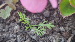 Magnoliopsida