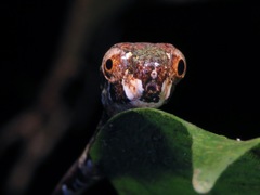 Aplopeltura boa
