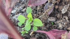 Stellaria media