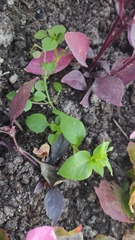 Stellaria media