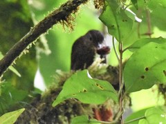 Syndactyla subalaris