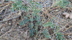 Astragalus circumdatus