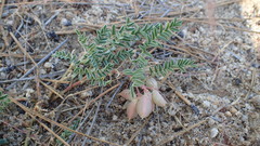 Astragalus circumdatus