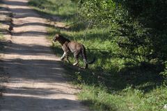 Panthera pardus kotiya