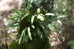 Pleopeltis polylepis