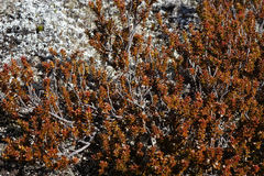 Epacris alpina