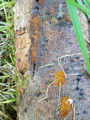 Phellinopsis conchata