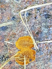 Phellinopsis conchata