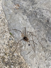 Cosmobunus granarius