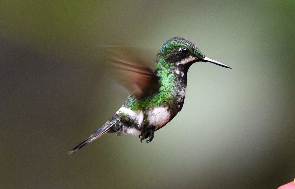Green Thorntail photo
