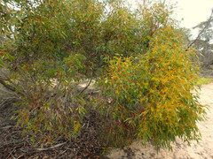 Eucalyptus socialis viridans