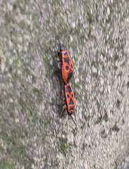 Pyrrhocoris apterus