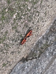 Pyrrhocoris apterus