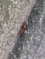 Pyrrhocoris apterus