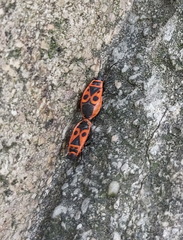 Pyrrhocoris apterus