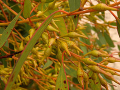 Eucalyptus socialis viridans