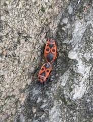 Pyrrhocoris apterus