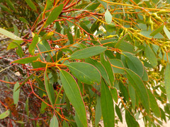 Eucalyptus socialis viridans