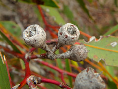 Eucalyptus socialis viridans