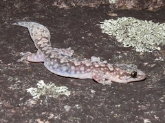 Amalosia lesueurii