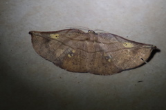 Xenomusa metallica