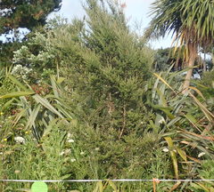 Metrosideros excelsa