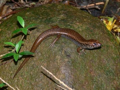 Silvascincus murrayi