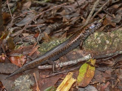 Silvascincus murrayi