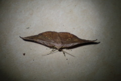 Xenomusa metallica