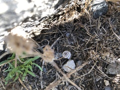 Helicella itala