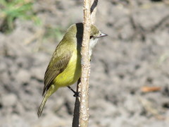 Microeca flavigaster