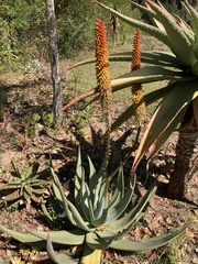 Aloe petricola