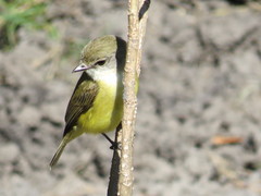 Microeca flavigaster