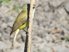 Microeca flavigaster