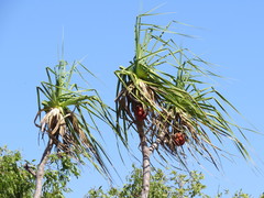 Pandanus spiralis