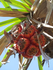 Pandanus spiralis