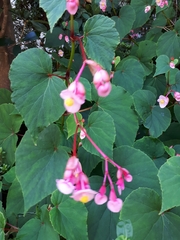 Begonia grandis