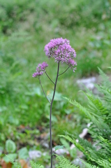 Adenostyles alliariae