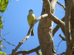 Microeca flavigaster