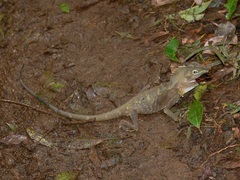 Lophosaurus spinipes