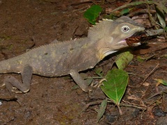 Lophosaurus spinipes