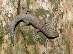 Oedura tryoni