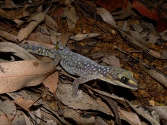 Oedura tryoni