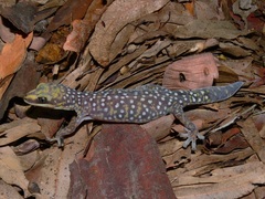 Oedura tryoni