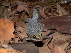 Oedura tryoni