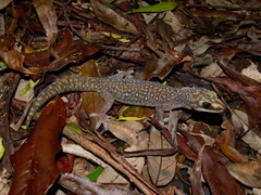 Oedura tryoni